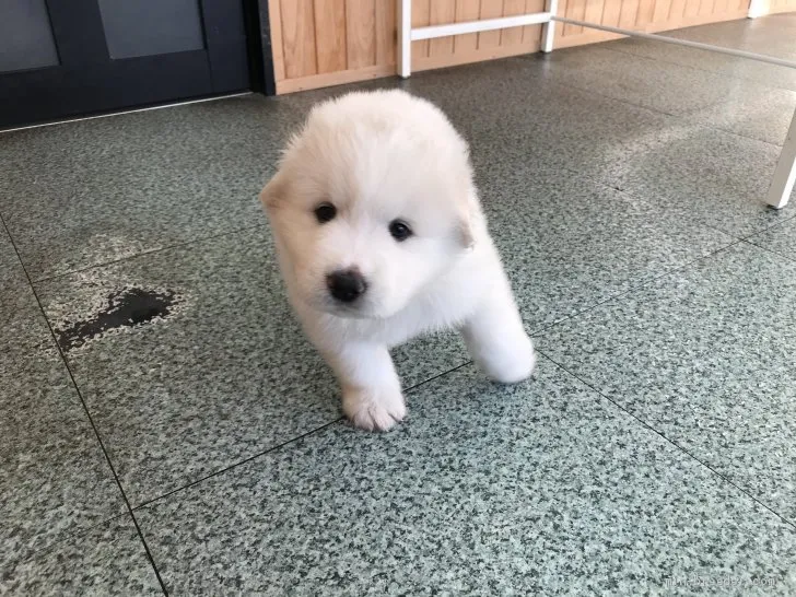 やまちゃん 様のお迎えした子犬