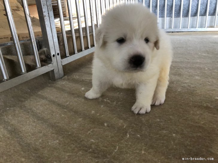 グレートピレニーズ 千葉県 男の子 18年7月4日 ホワイト サマーキャンペーン特別価格 さらに みんなのブリーダー 子犬 Id 1807