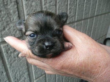 チワワ(ロング)【千葉県・女の子・2020年6月3日・フォーン&ホワイト】の写真「お父さん犬は有名犬舎の犬、毛色：明るいフォーン」