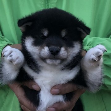 柴犬(標準サイズ)【三重県・男の子・2024年12月21日・黒】の写真「可愛い男の子」