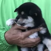 柴犬(標準サイズ)【三重県・男の子・2024年12月21日・黒】の写真2