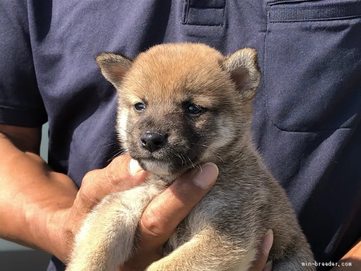 柴犬(標準サイズ)【三重県・女の子・2020年7月18日・赤】の写真1「8.21撮影」