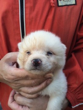 秋田犬【三重県・男の子・2015年2月8日・白】の写真「」