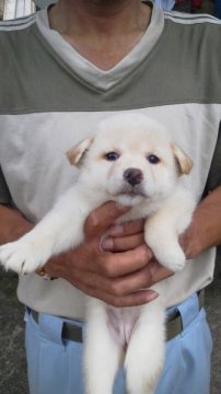 柴犬(標準サイズ)【三重県・女の子・2015年8月6日・白】の写真「」