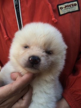 秋田犬【三重県・男の子・2015年2月8日・白】の写真「」