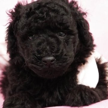 ミニチュアプードル【茨城県・男の子・2025年2月24日・ブラック】の写真「本日、ご見学のご案内可能です(オンラインもOK)」