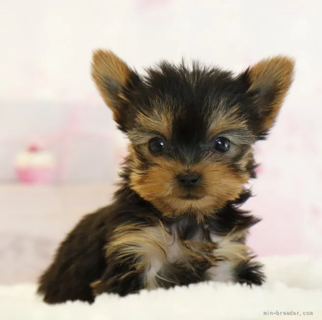 こてつ 様のお迎えした子犬