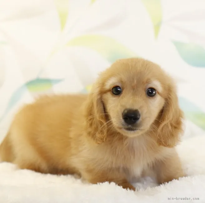 ぽんぽこ 様のお迎えした子犬