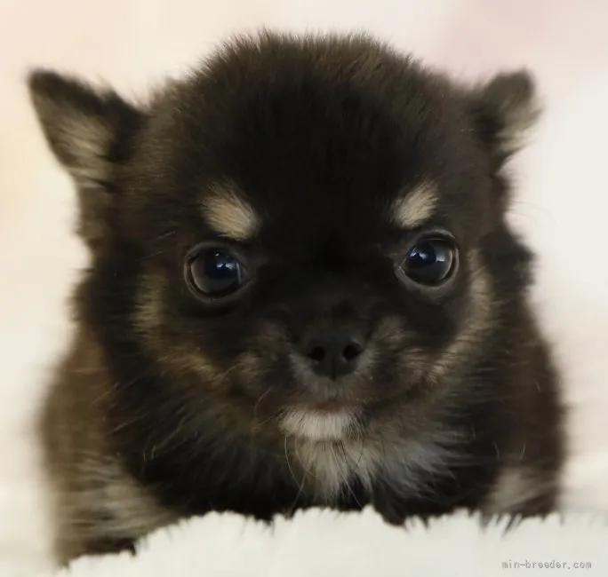 トミィ 様のお迎えした子犬