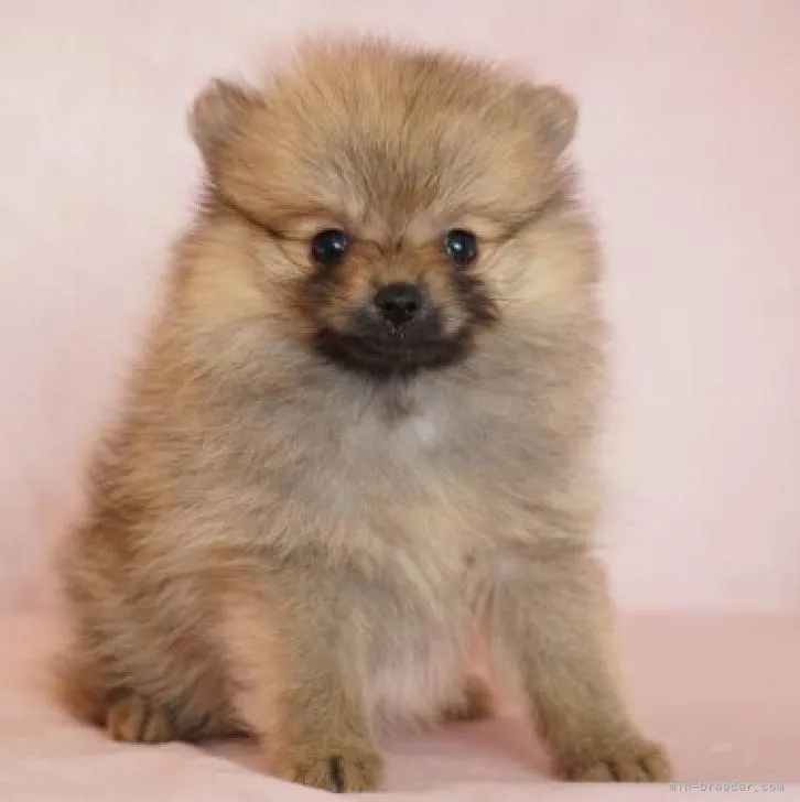 アサヒ 様のお迎えした子犬