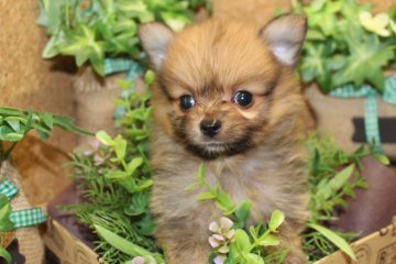 ポメラニアン【茨城県・男の子・2016年8月6日・オレンジ】の写真「姐さん犬達にもまれて育っているボクです！」