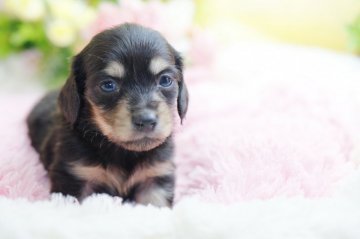 ミニチュアダックスフンド(ロング)【茨城県・女の子・2017年4月12日・ブラッククリーム】の写真「父犬カニヘンダックスです！」