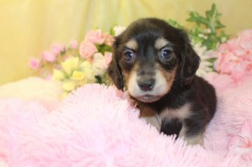 ミニチュアダックスフンド(ロング)【茨城県・男の子・2017年4月12日・ブラッククリーム】の写真「父犬カニヘンダックスです！」