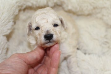 ミニチュアプードル【茨城県・女の子・2017年8月28日・ホワイト】の写真「成長して5kg位、丈夫なミニチュアをどうぞ！」