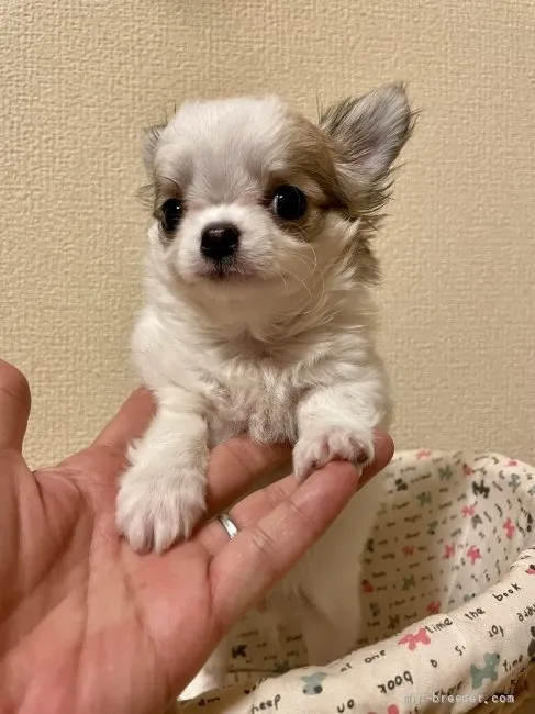 K 様のお迎えした子犬