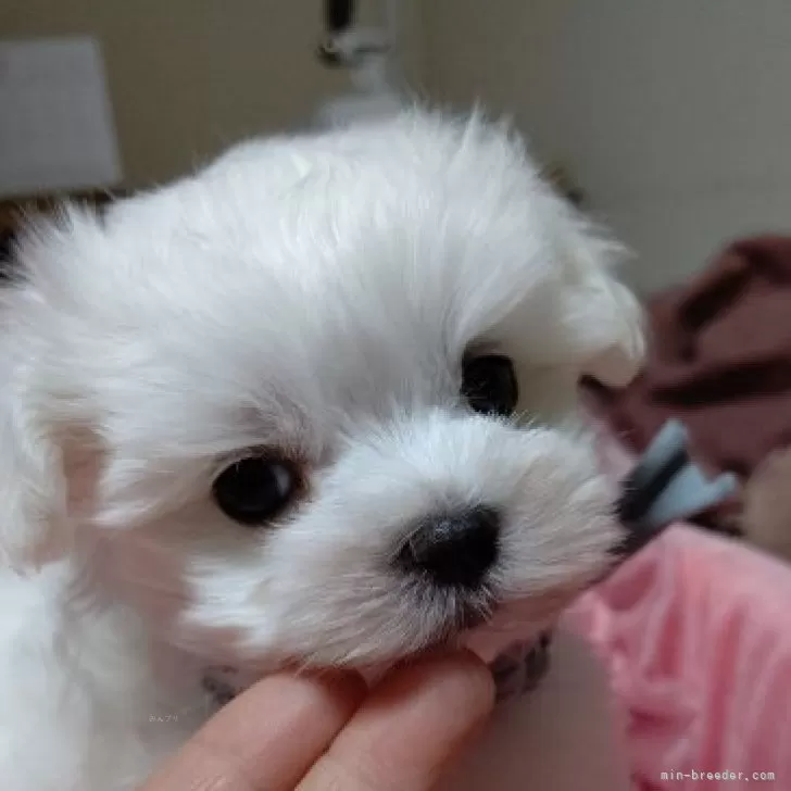 くくぱぱ 様のお迎えした子犬