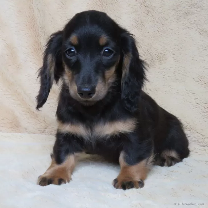 たまご 様のお迎えした子犬