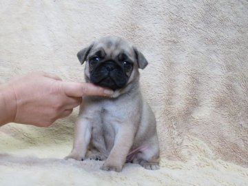 パグ【山口県・女の子・2017年12月25日・フォーン】の写真「犬質の良い子　【父：日本№1犬舎AM．CH直子】」