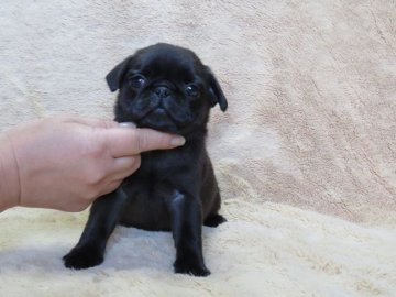 パグ【山口県・女の子・2017年12月25日・ブラック】の写真「犬質の良い子　【父：日本№1犬舎AM．CH直子】」