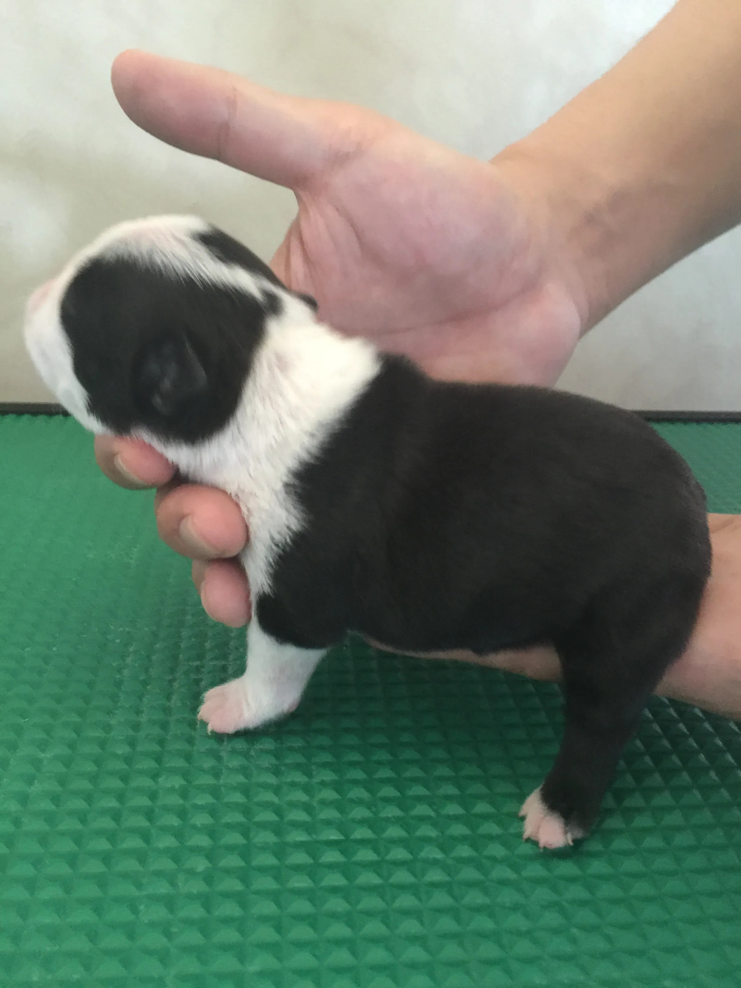 野本明祐ブリーダー 様のお迎えした子犬