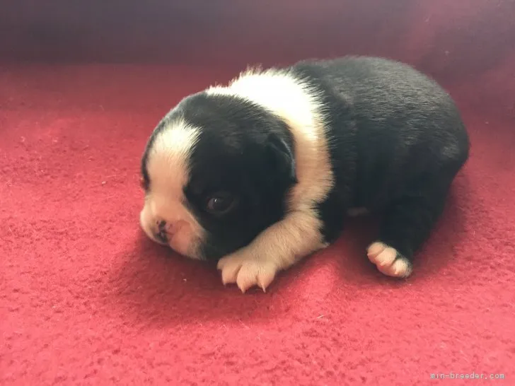 石西　滋 様のお迎えした子犬