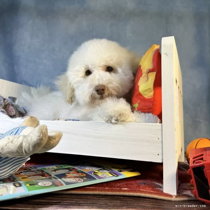 N 様のお迎えした子犬