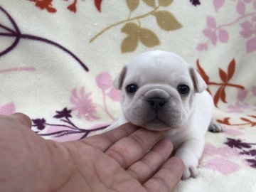 フレンチブルドッグ【埼玉県・男の子・2019年3月9日・クリーム】の写真「可愛い過ぎてコロコロなクリーム男子！！」