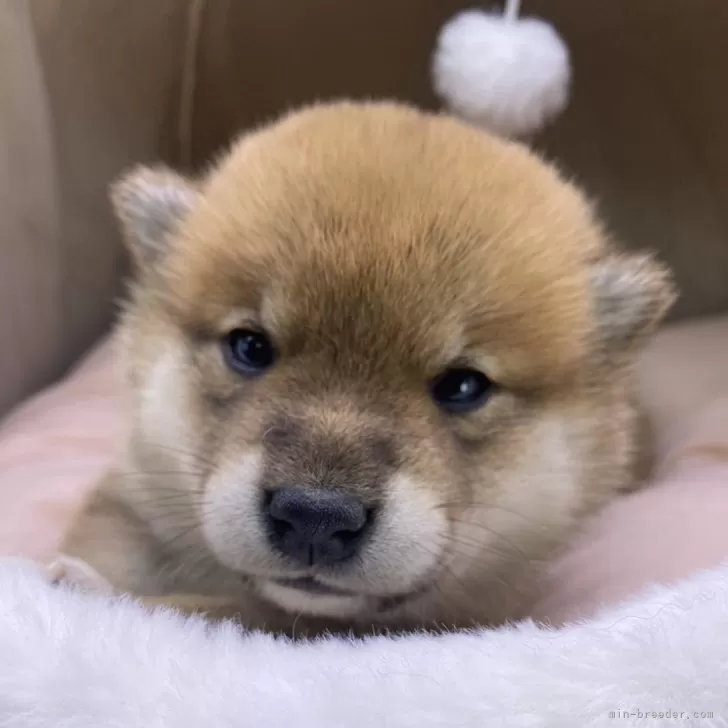 柴犬(標準サイズ)【茨城県・女の子・2024年11月28日・赤】の写真1