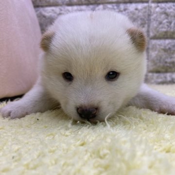 豆柴【茨城県・男の子・2024年12月27日・白】の写真「人気の白豆くん😊優しいお顔です😍😍」