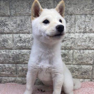 豆柴【茨城県・男の子・2024年9月28日・白】の写真「鼻も真っ黒で極上です😊パパもママも小さいです‼️」