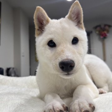 柴犬(豆柴)【茨城県・男の子・2024年9月28日・白】の写真「鼻も真っ黒で極上です😊元気いっぱい男の子💯」