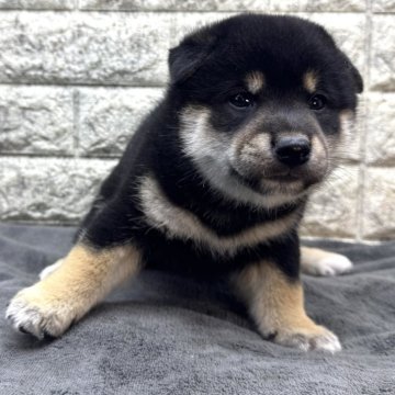 柴犬(標準サイズ)【茨城県・男の子・2024年11月28日・黒】の写真「パパ豆柴&ママ柴犬から生まれました😊」