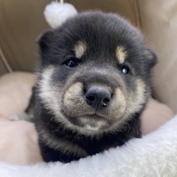 柴犬(標準サイズ)【茨城県・男の子・2024年11月28日・黒】の写真「パパ豆柴&ママ柴犬から生まれました😊」