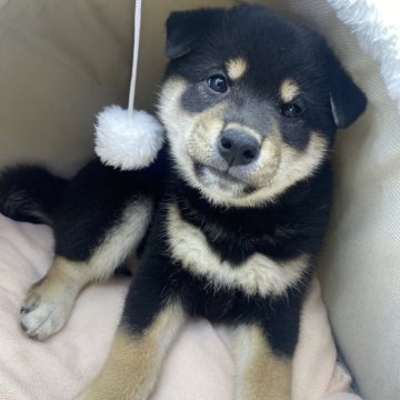 柴犬(標準サイズ)【茨城県・男の子・2024年11月28日・黒】の写真「パパ豆柴&ママ柴犬から生まれました😊」