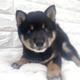 柴犬