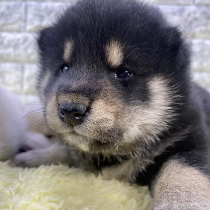 柴犬【茨城県・男の子・2024年2月24日・黒】パパ豆柴&ママ小ぶり柴です