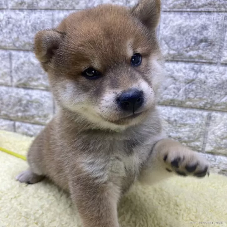 N.S 様のお迎えした子犬