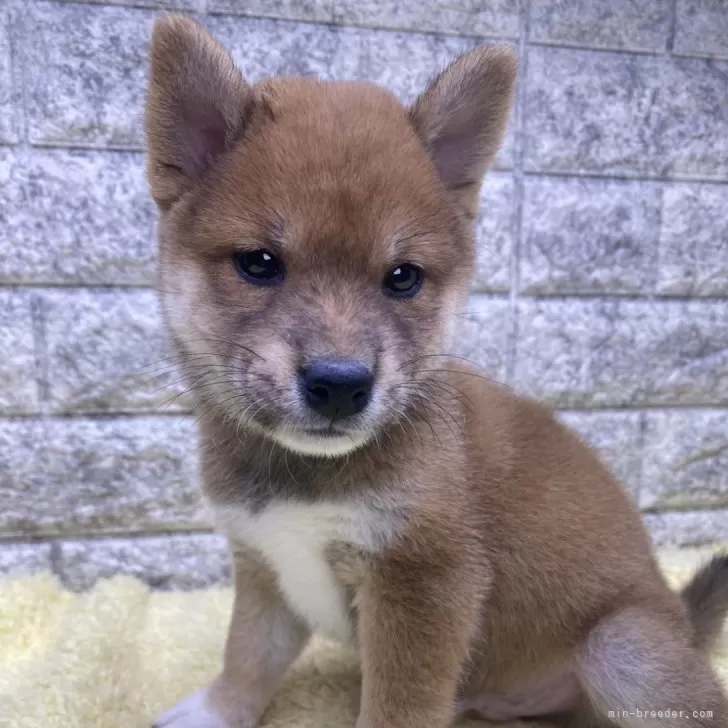 N.S 様のお迎えした子犬