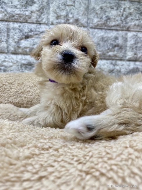 マルプー 茨城県 女の子 21年8月11日 クリーム 新しい家族が決まりました みんなのブリーダー 子犬id 2109