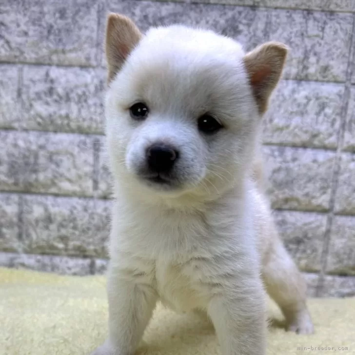 N.S 様のお迎えした子犬