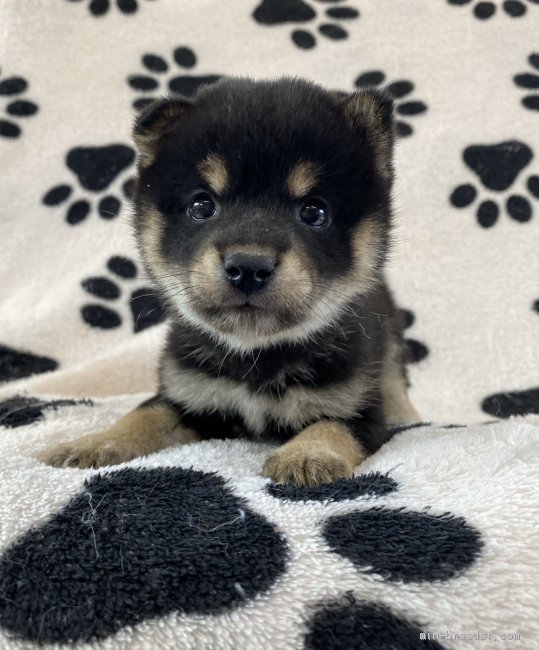 豆柴 茨城県 男の子 年3月7日 黒 僕の家族が決まりました みんなのブリーダー 子犬id 05