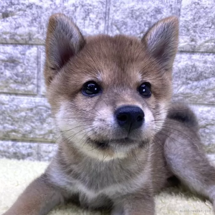 Y.S 様のお迎えした子犬