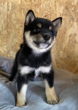 柴犬(豆柴)【茨城県・女の子・2020年6月14日・黒】の写真「家族様が決まりました🎉」