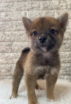 柴犬(豆柴)【茨城県・女の子・2020年8月1日・赤】の写真「新しい家族が決まりました🎉」