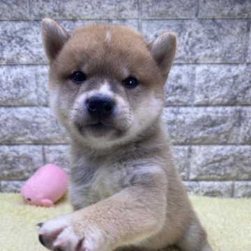 柴犬(豆柴)【茨城県・男の子・2024年9月16日・赤】の写真「大きめ豆柴なのでサービス価格です😊可愛い😍」