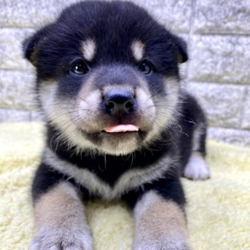 柴犬(標準サイズ)【茨城県・男の子・2024年6月2日・黒】の写真「⭐️僕の家族が決まりました🎉🎉」