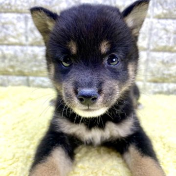 柴犬(豆柴)【茨城県・女の子・2024年6月16日・黒】の写真「極小サイズ予想‼️柄も段々明るくなりますよ〜👍」