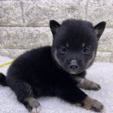 柴犬(豆柴)【茨城県・男の子・2024年9月22日・黒】の写真「この子は極小豆柴です😍めちゃ小さいですよ‼️」