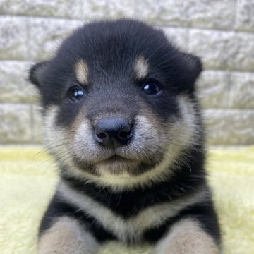 柴犬(標準サイズ)【茨城県・女の子・2024年6月2日・黒】の写真「⭐️新しい家族が決まりました🎉🎉」