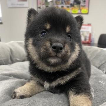 柴犬(豆柴)【茨城県・男の子・2022年5月20日・黒】の写真「パパ＆ママ豆柴‼️ちびっ子ですよ〜😍」